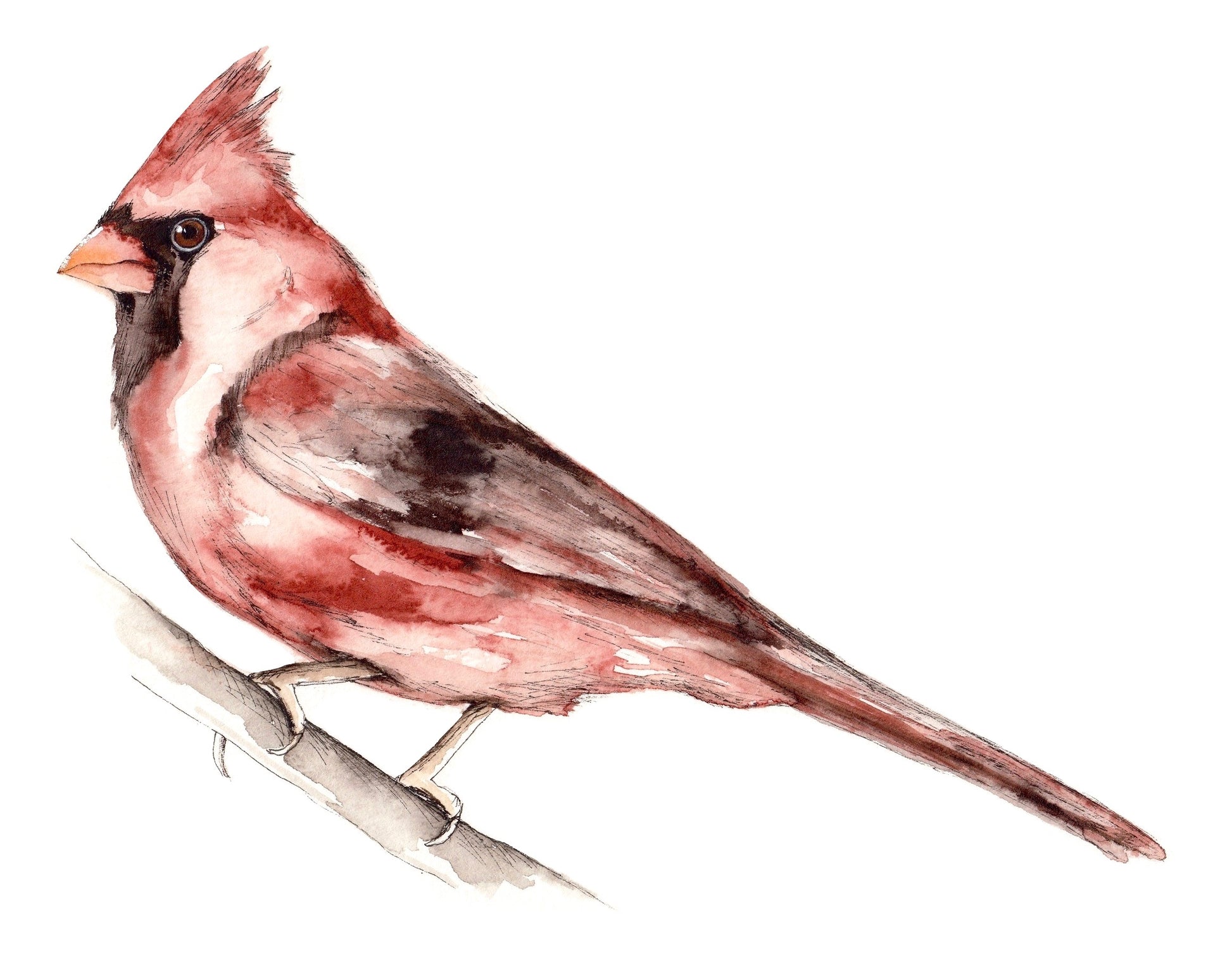 Cardinal image 0