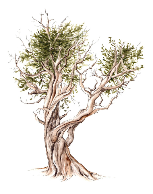 Bristlecone Pine image 0