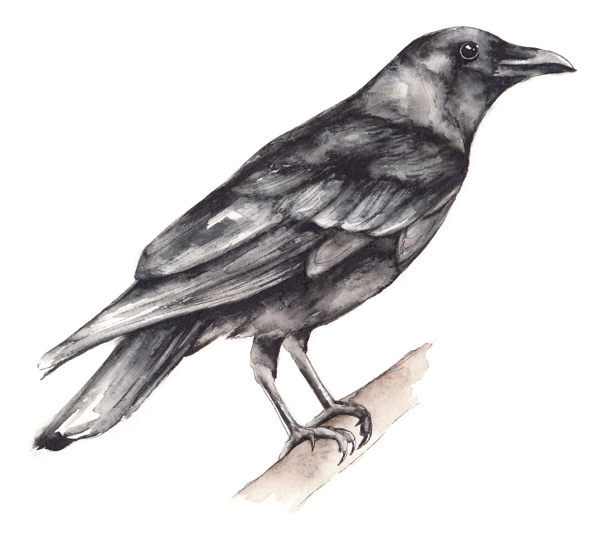 Crow image 0