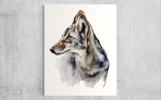 Coyote Portrait