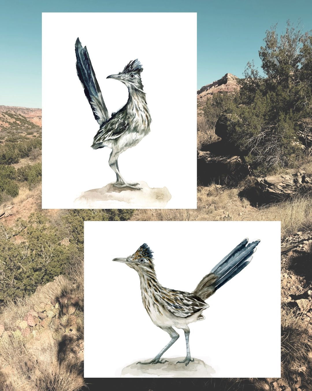 Roadrunner Study (vertical)