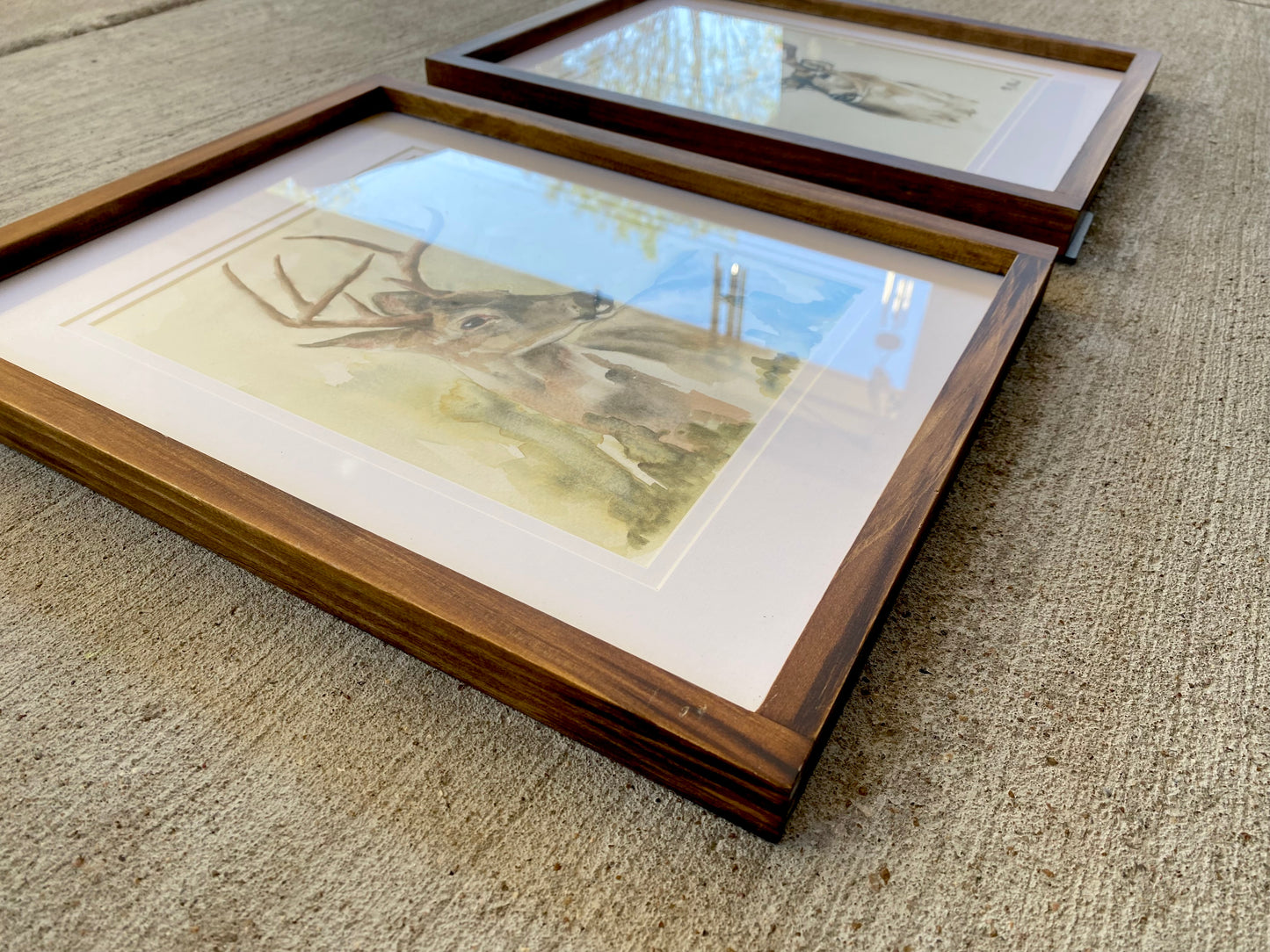 Whitetail Deer - framed watercolor image 2