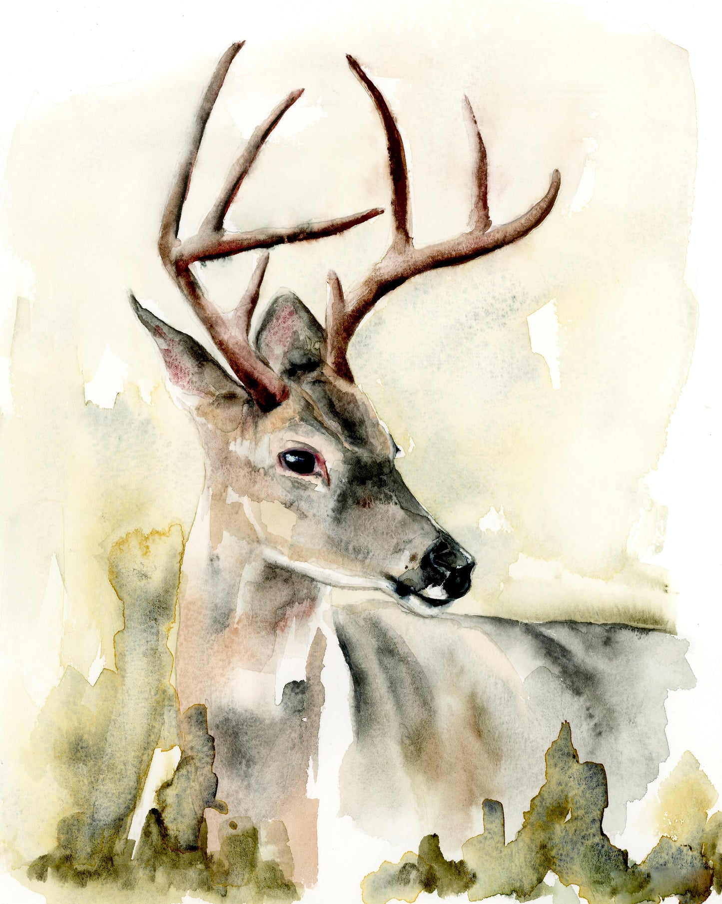 Whitetail Deer image 1