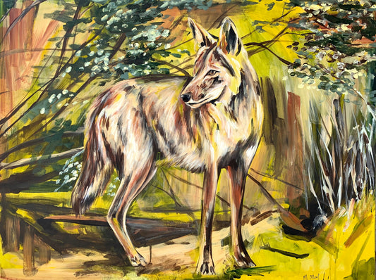 Coyote image 0