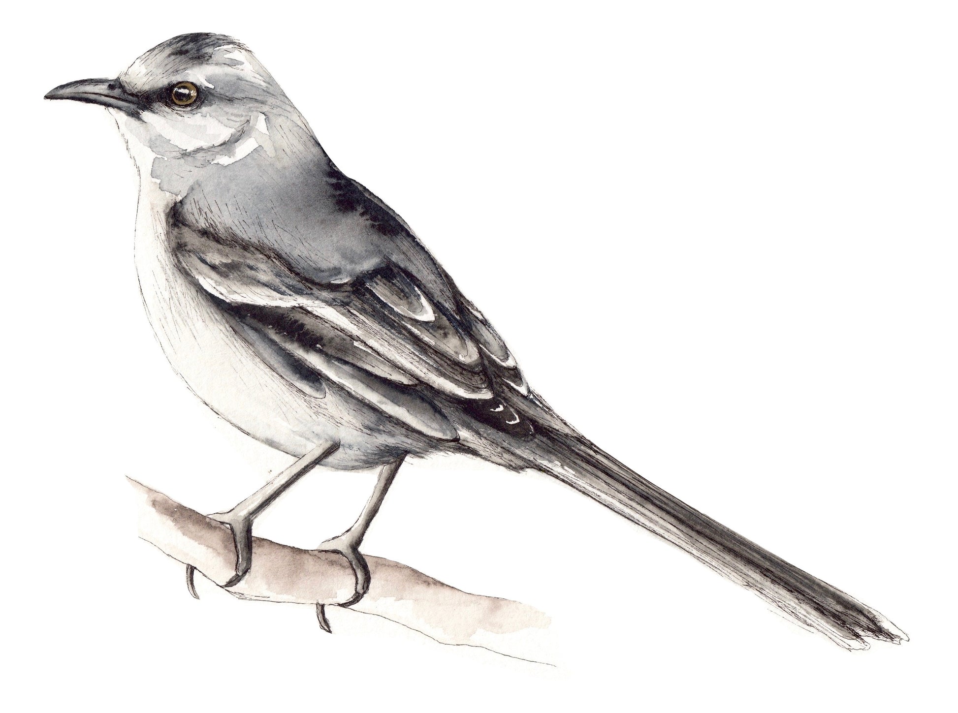 Mockingbird image 0