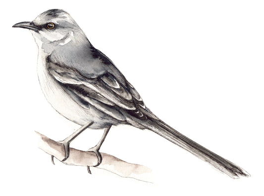 Mockingbird image 0