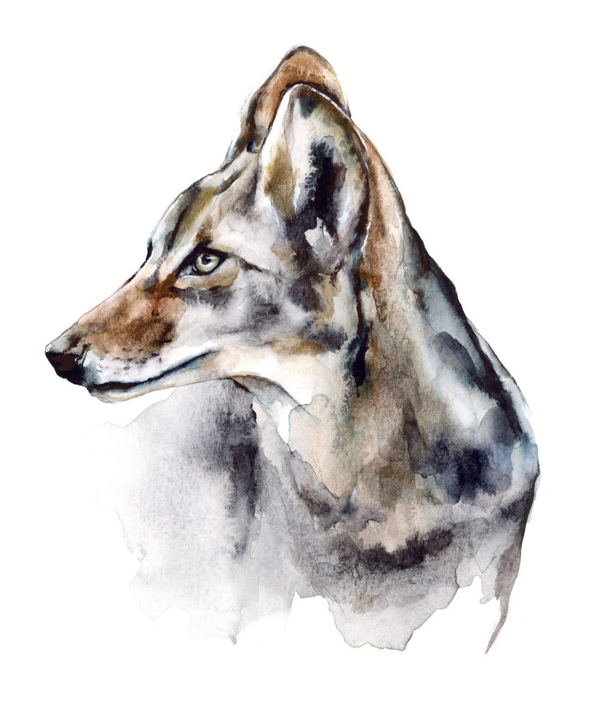 Coyote Portrait