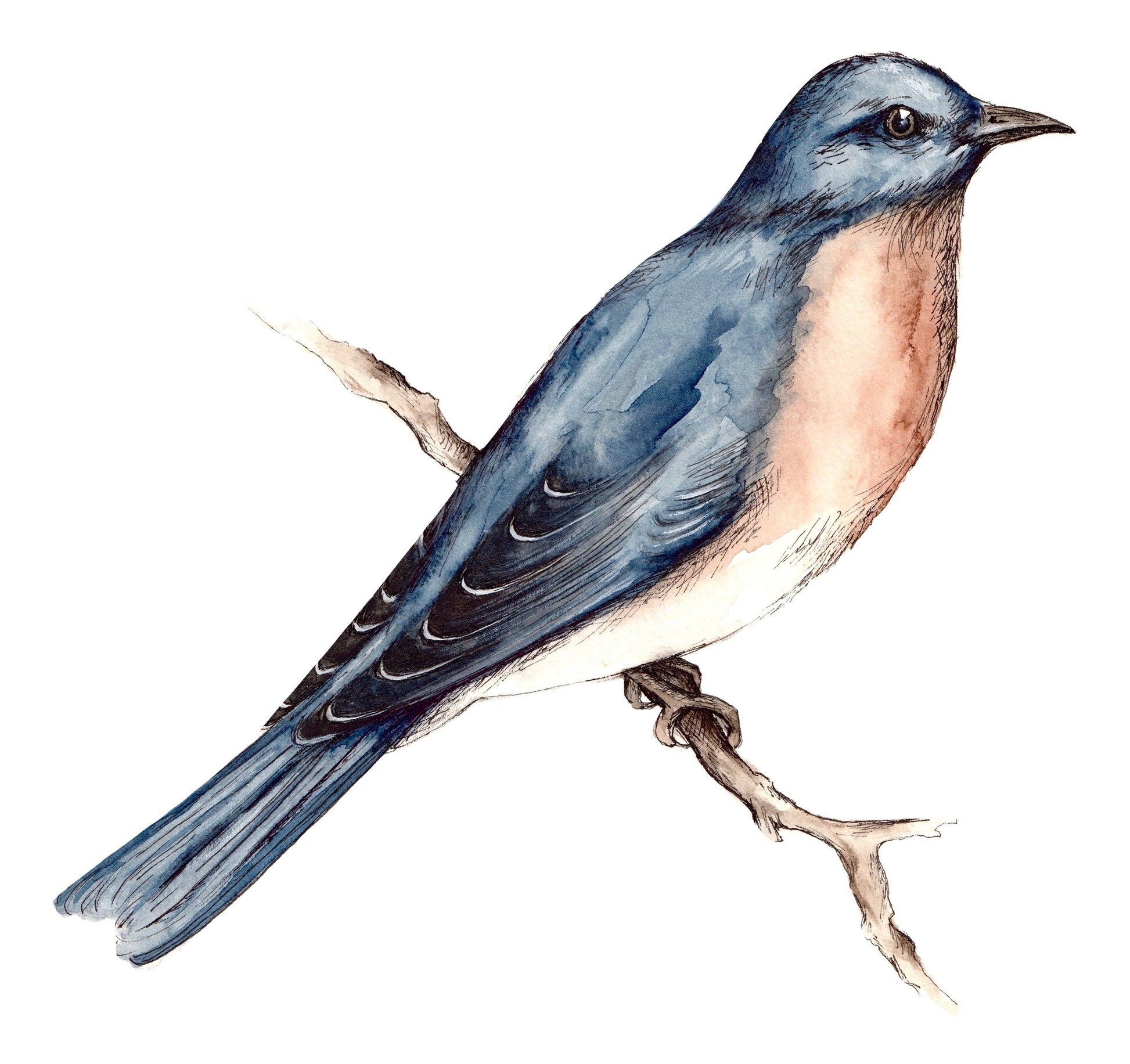 Bluebird image 0