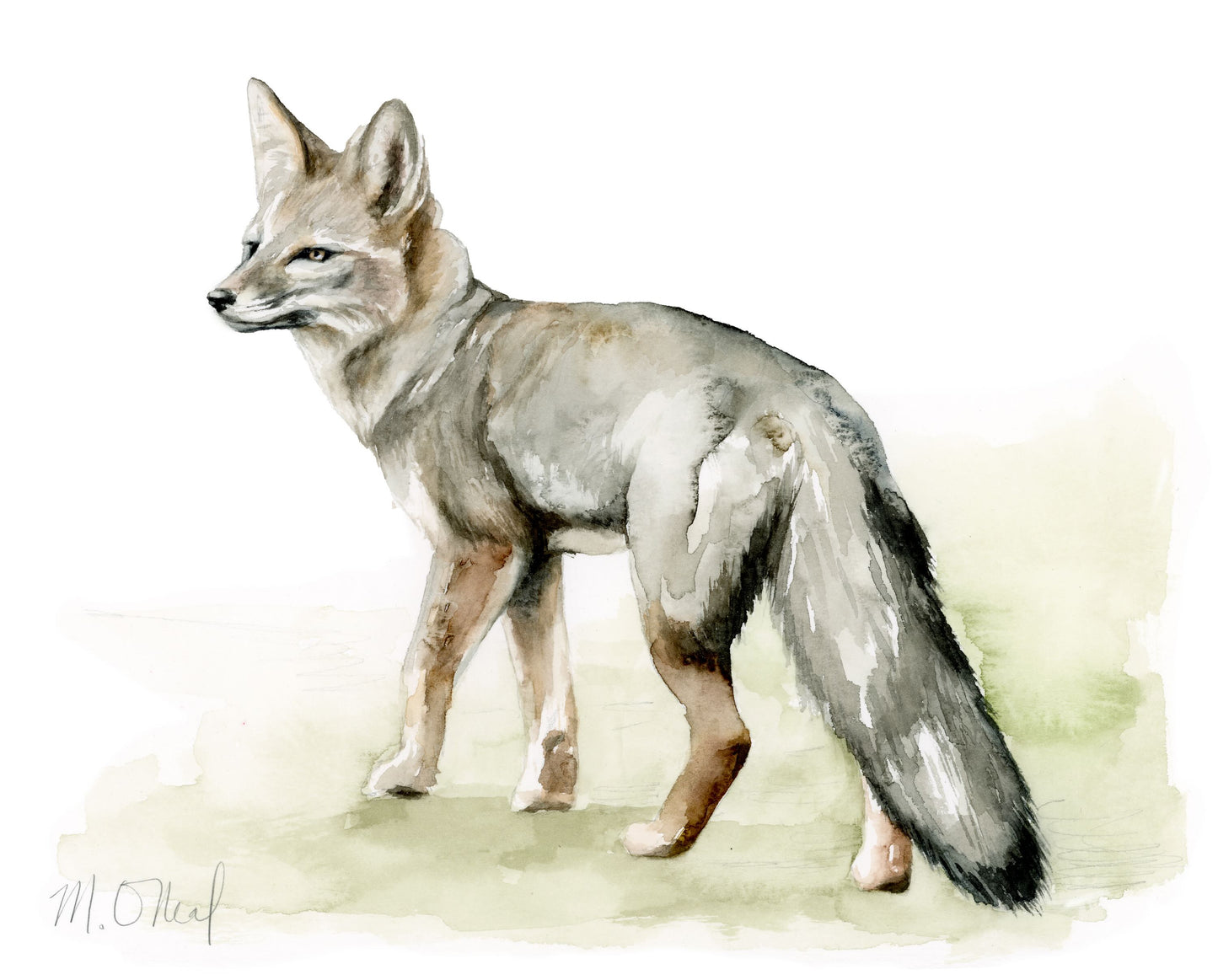 Grey Fox Study