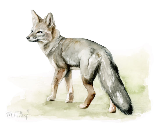 Grey Fox Study