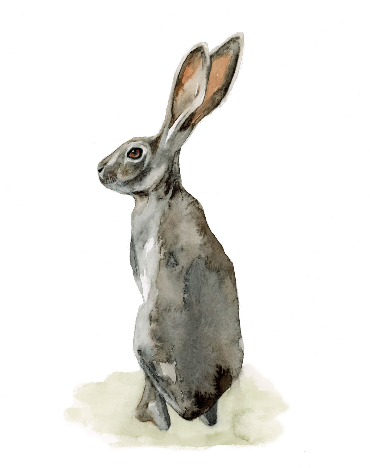 Jackrabbit Study