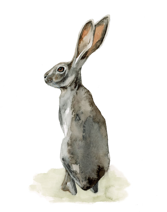 Jackrabbit Study