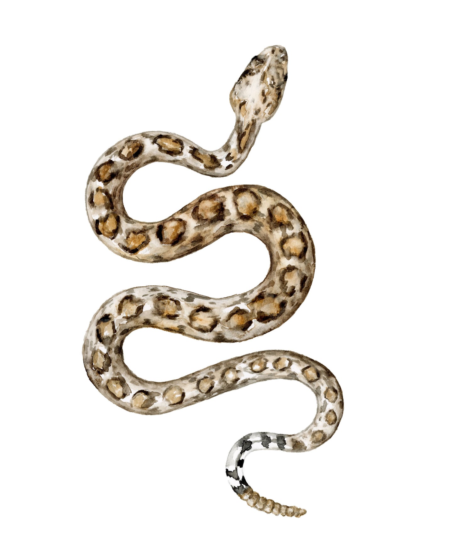 Rattlesnake Study