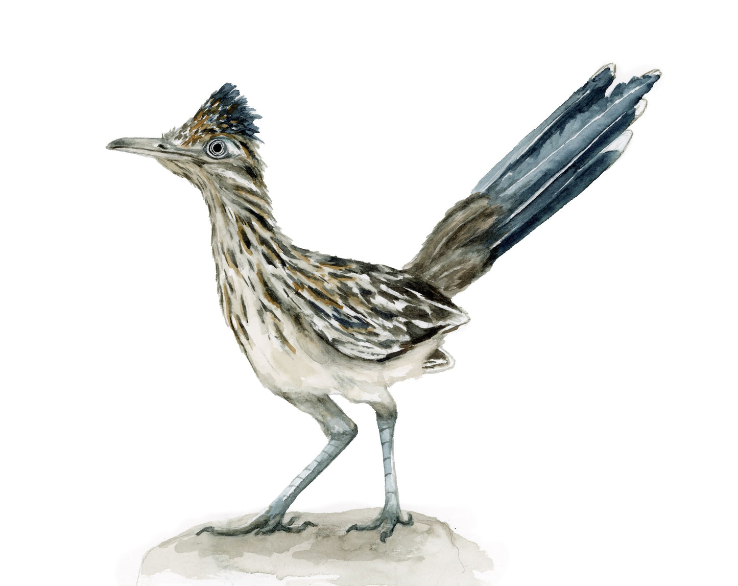 Roadrunner Study (horizontal)