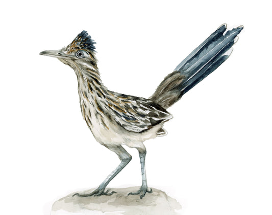 Roadrunner Study (horizontal)