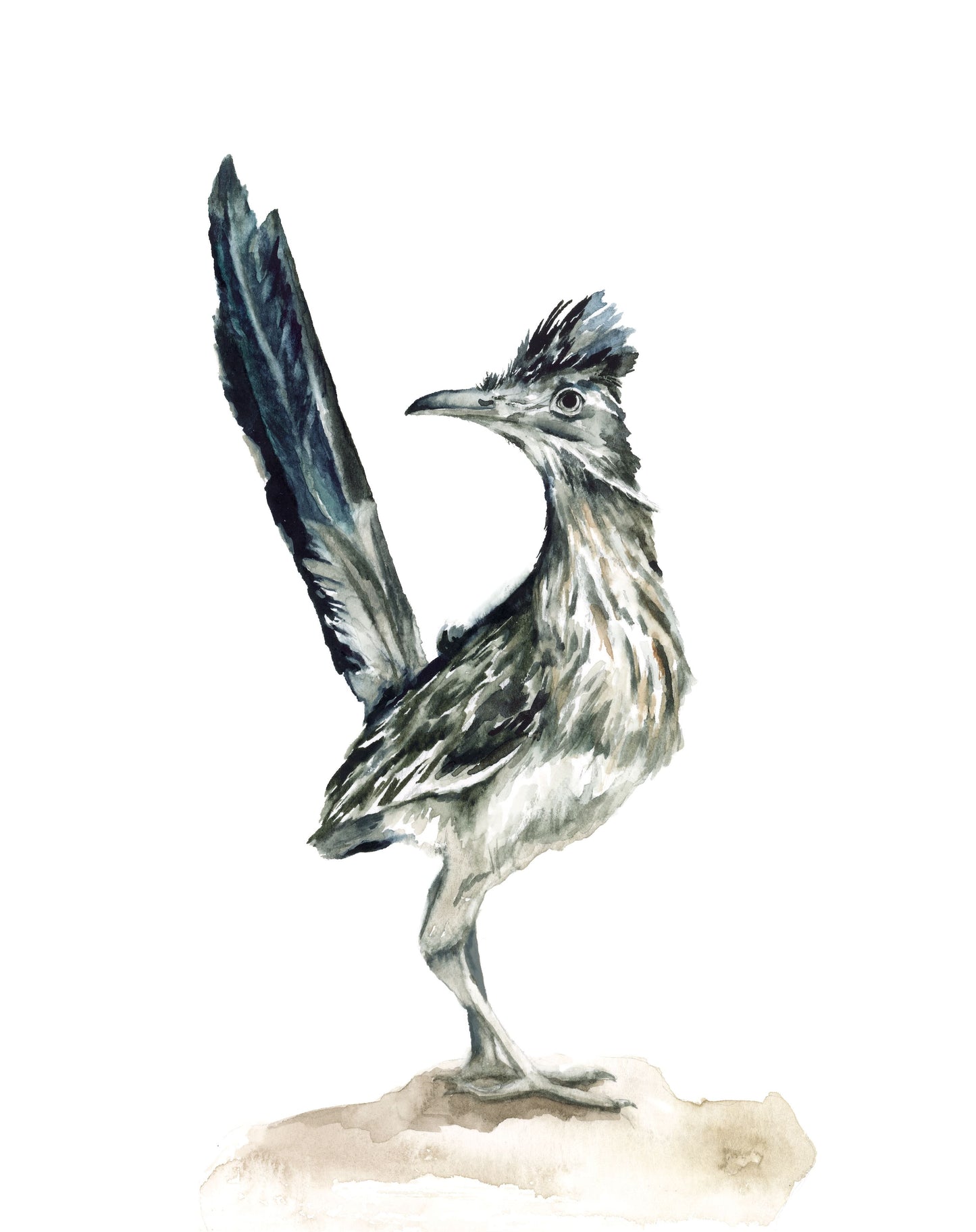 Roadrunner Study (vertical)